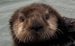 Close-up of Dumas with water droplet on nose