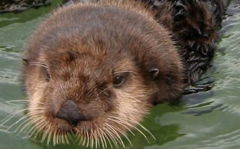 Dumas with fur drying quickly