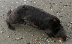 Dumas on the beach, clumsy on land
