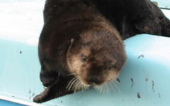 Dumas resting on a catamaran