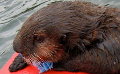 Dumas playing with a sponge at the stern