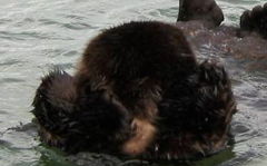 Dumas grooming the back of her neck