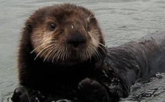 Dumas keeping paws dry above water