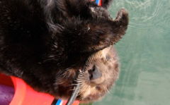 Dumas playing with trim