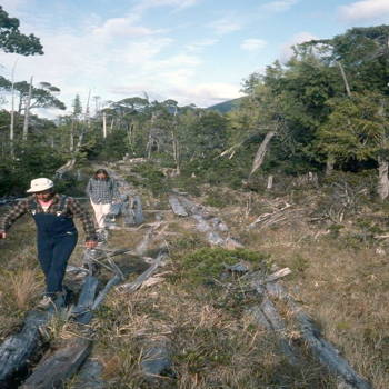 Returning along the old board road