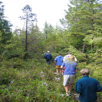 Old board road through forest