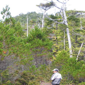 Walking along the old board road