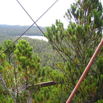 Lake view now obscured by tree growth