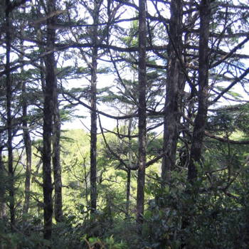 North view obscured by tree growth