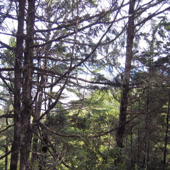 Northwest view obscured by trees