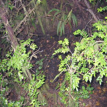 Old pit at the station site